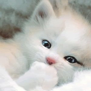 Meet your Posher, Rosita